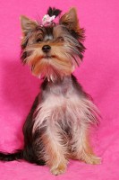 /album/fotogalerie-jorksirsky-terier-meggi/img-1687-jpg/